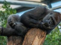 Westlicher Flachlandgorilla